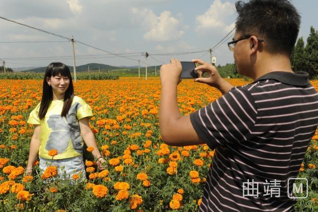 沾益大坡：万亩连片万寿菊竞相开放 引八方游客纷至沓来