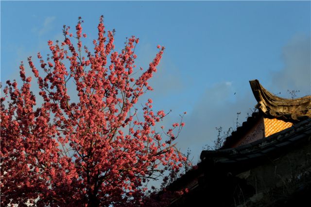 樱花灿烂迎新年  大理古城游人多