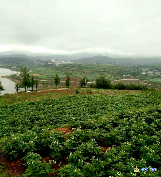 大山深处的念湖，六月里，烟水迷濛，细雨霏霏，虽说没有黑颈鹤的身影，但湖畔的洋芋花开正当盛时。