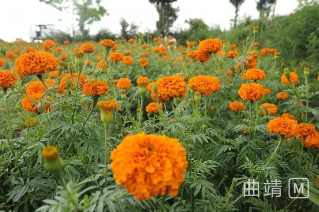 沾益大坡：万亩连片万寿菊竞相开放 引八方游客纷至沓来