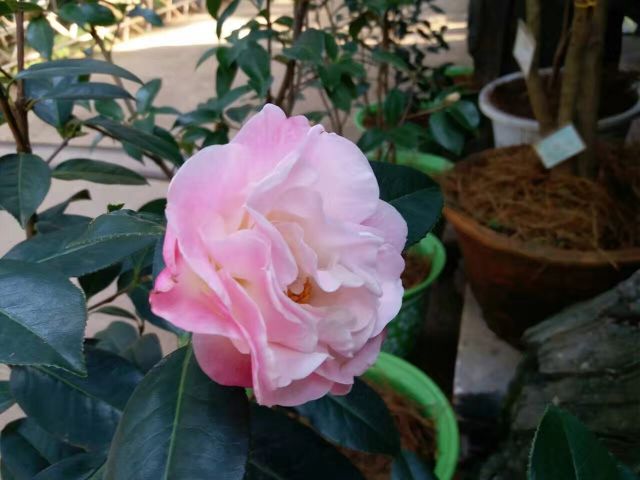 首届云南省茶花展开幕 金殿进入最美赏花季