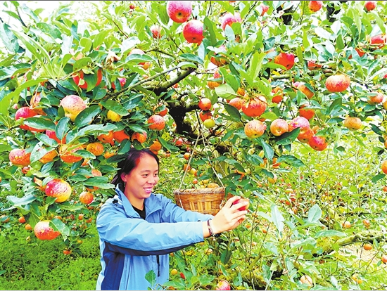通泉镇的种植户吴云娇在采果