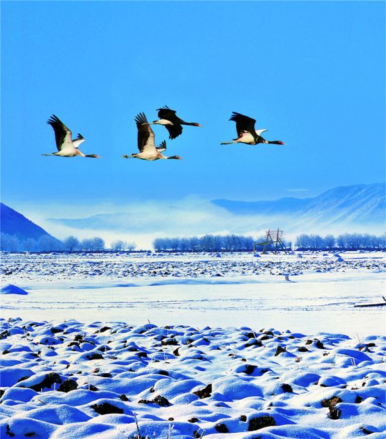 纳帕海2.jpg