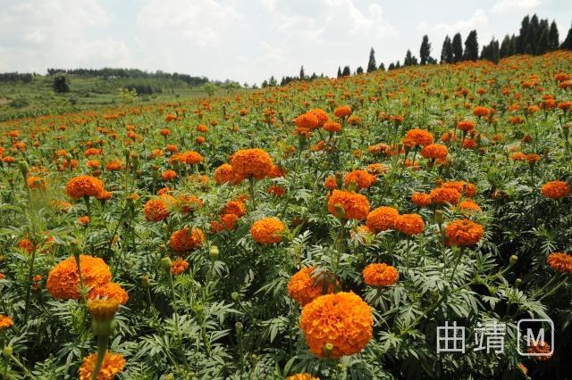 沾益大坡：万亩连片万寿菊竞相开放 引八方游客纷至沓来