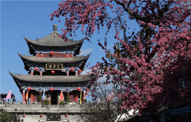 樱花灿烂迎新年  大理古城游人多