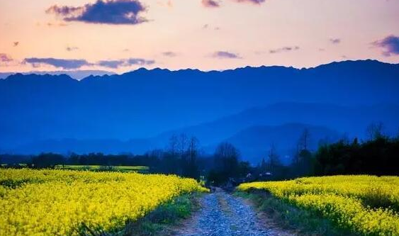 腾冲油菜花