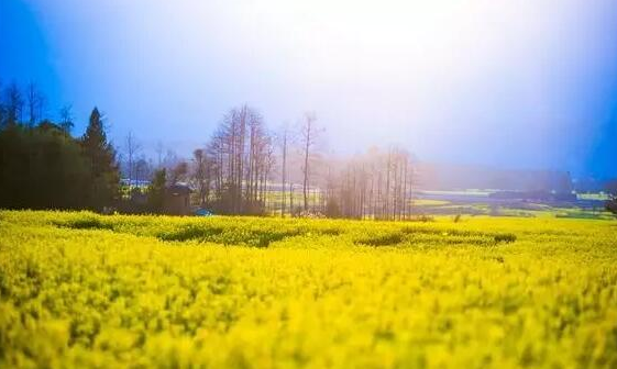 腾冲油菜花