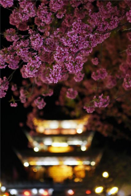 樱花灿烂迎新年  大理古城游人多