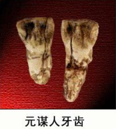 元谋