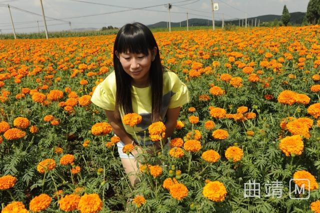 沾益大坡：万亩连片万寿菊竞相开放 引八方游客纷至沓来
