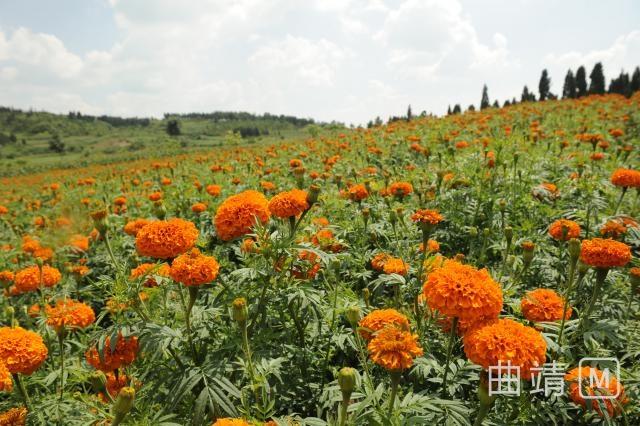 沾益大坡：万亩连片万寿菊竞相开放 引八方游客纷至沓来