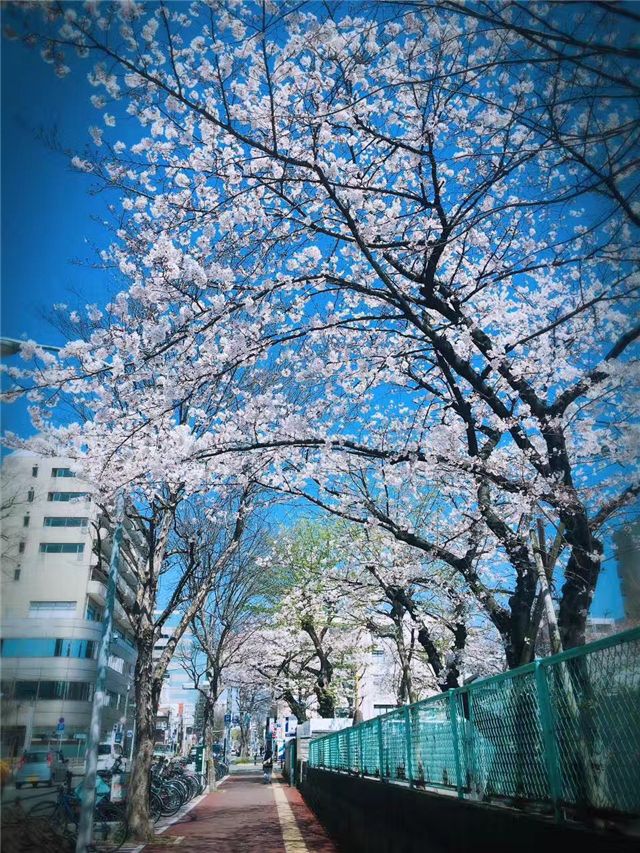 日本