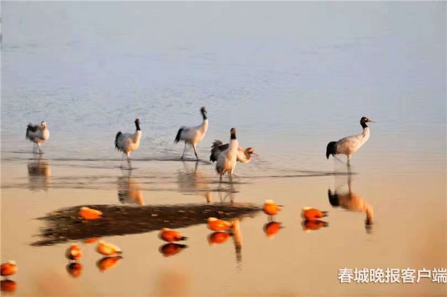 大山包黑颈鹤 通讯员 王远剑 郑远见 摄
