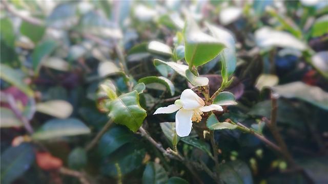 别处冰天雪地，金庸笔下的大理无量山已经樱花满谷了