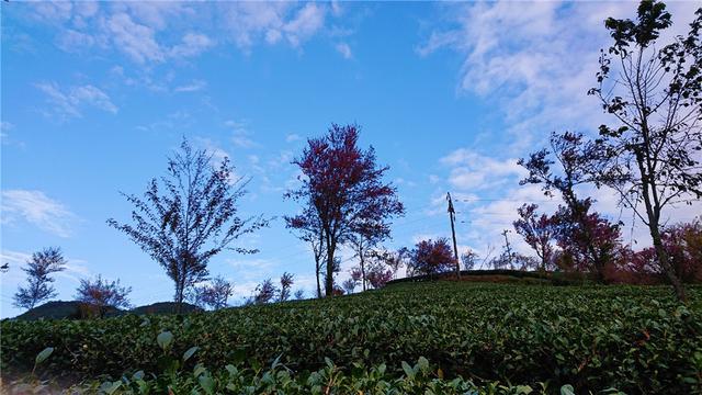 别处冰天雪地，金庸笔下的大理无量山已经樱花满谷了