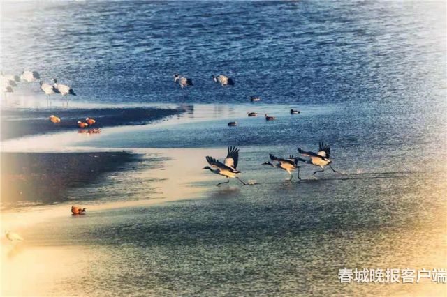大山包黑颈鹤 通讯员 王远剑 郑远见 摄