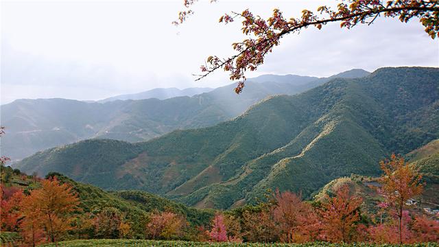 别处冰天雪地，金庸笔下的大理无量山已经樱花满谷了