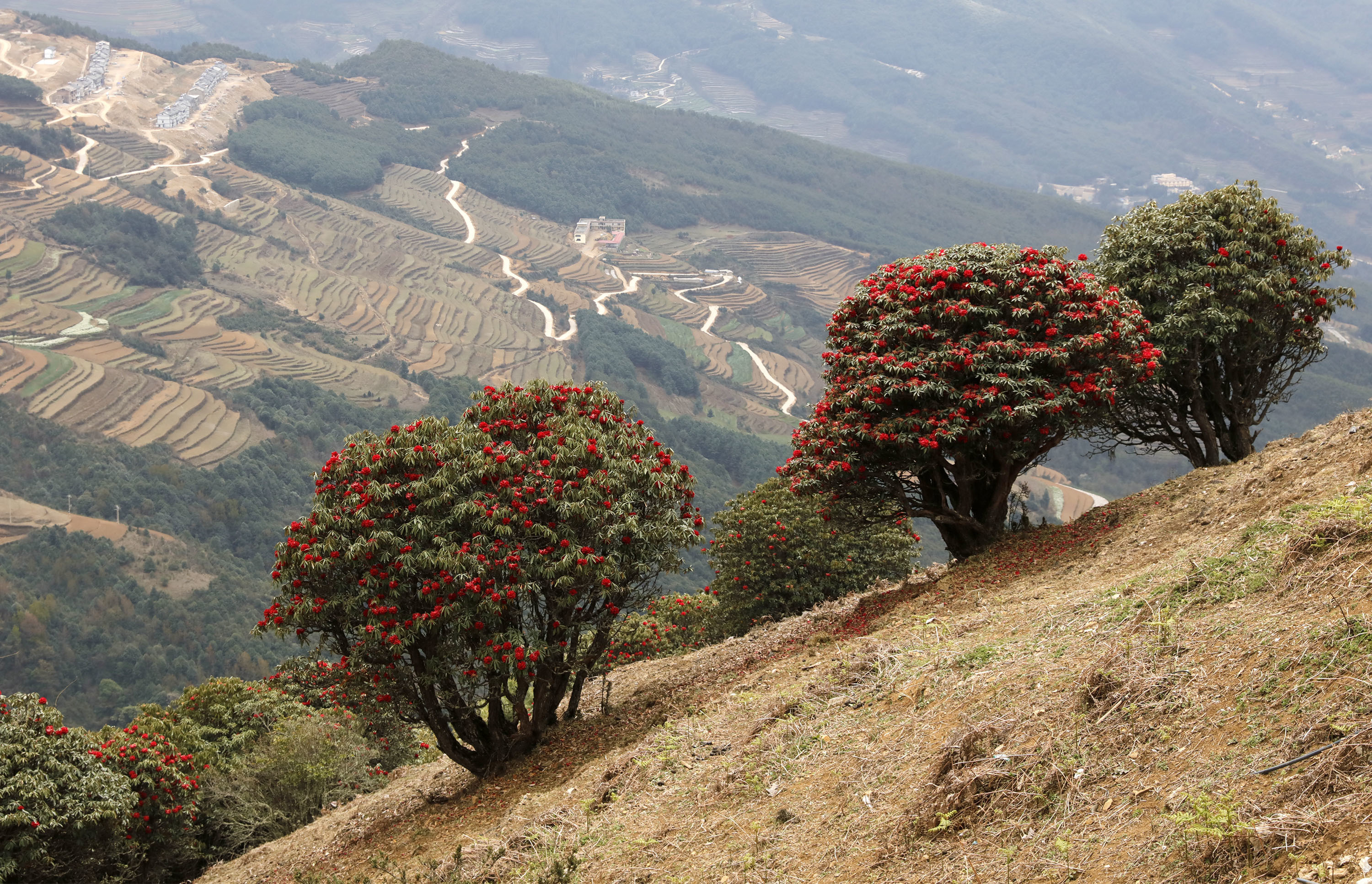 世界花都 魅力昆明——禄劝
