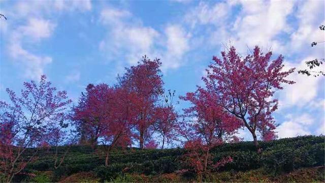 别处冰天雪地，金庸笔下的大理无量山已经樱花满谷了