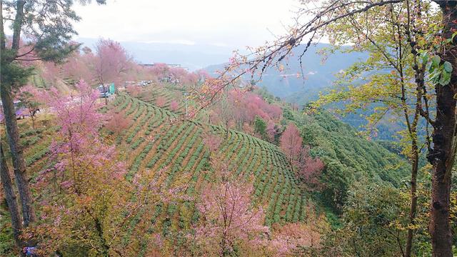 别处冰天雪地，金庸笔下的大理无量山已经樱花满谷了
