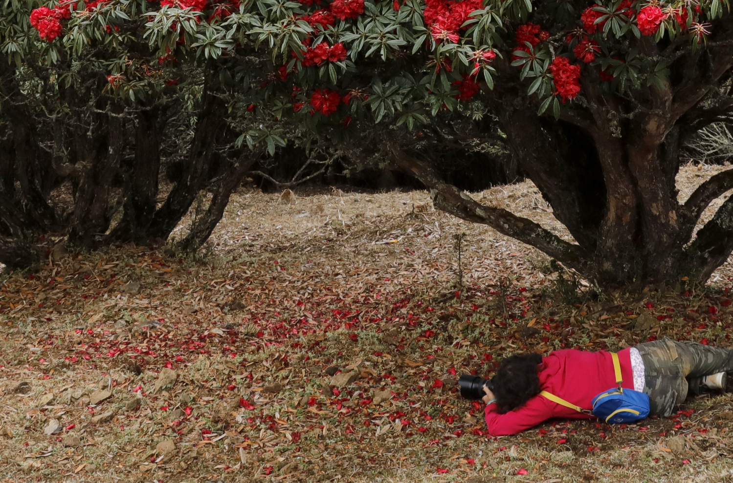 世界花都 魅力昆明——禄劝
