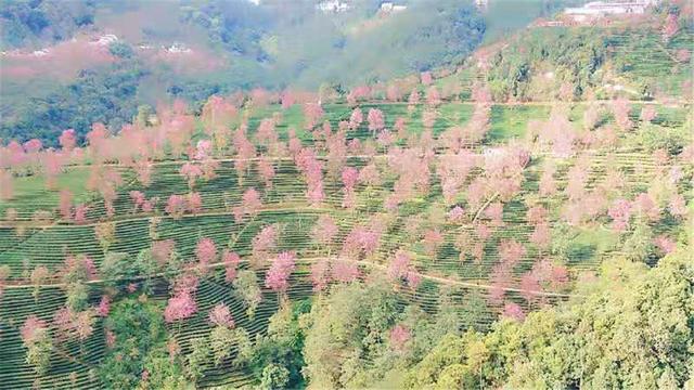 别处冰天雪地，金庸笔下的大理无量山已经樱花满谷了