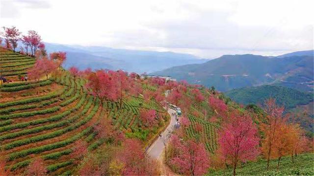 别处冰天雪地，金庸笔下的大理无量山已经樱花满谷了