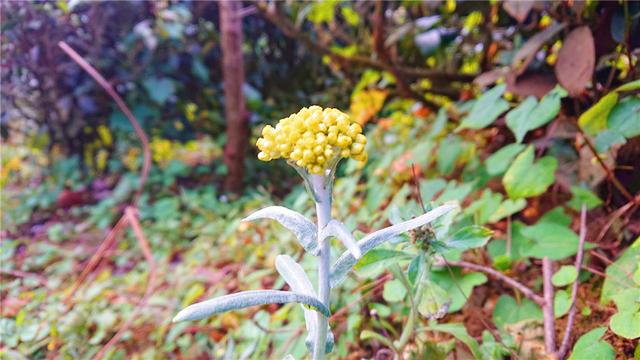 别处冰天雪地，金庸笔下的大理无量山已经樱花满谷了