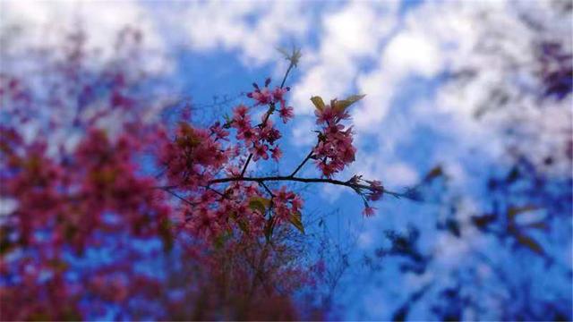 别处冰天雪地，金庸笔下的大理无量山已经樱花满谷了