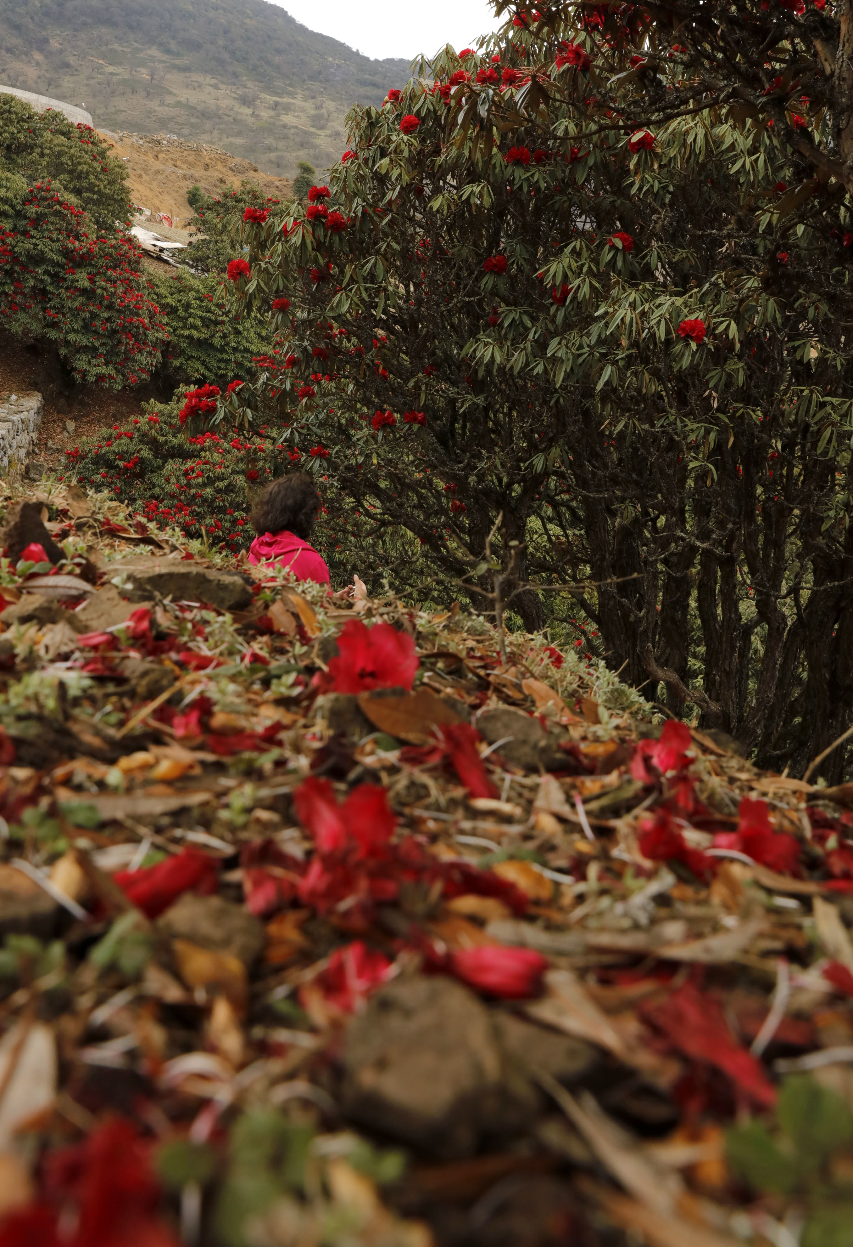 世界花都 魅力昆明——禄劝