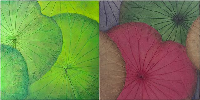 Himapan Gallery“荷叶画”1.jpg