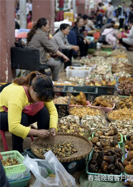 野生菌