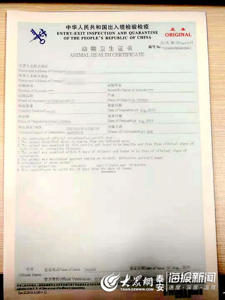 泰安海关签发首份输美伴侣动物卫生证书一中华田园猫携证出国