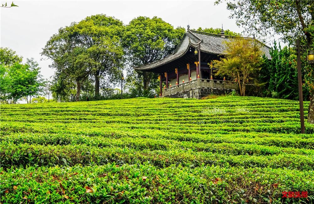 就爱去中华普洱茶博览苑
