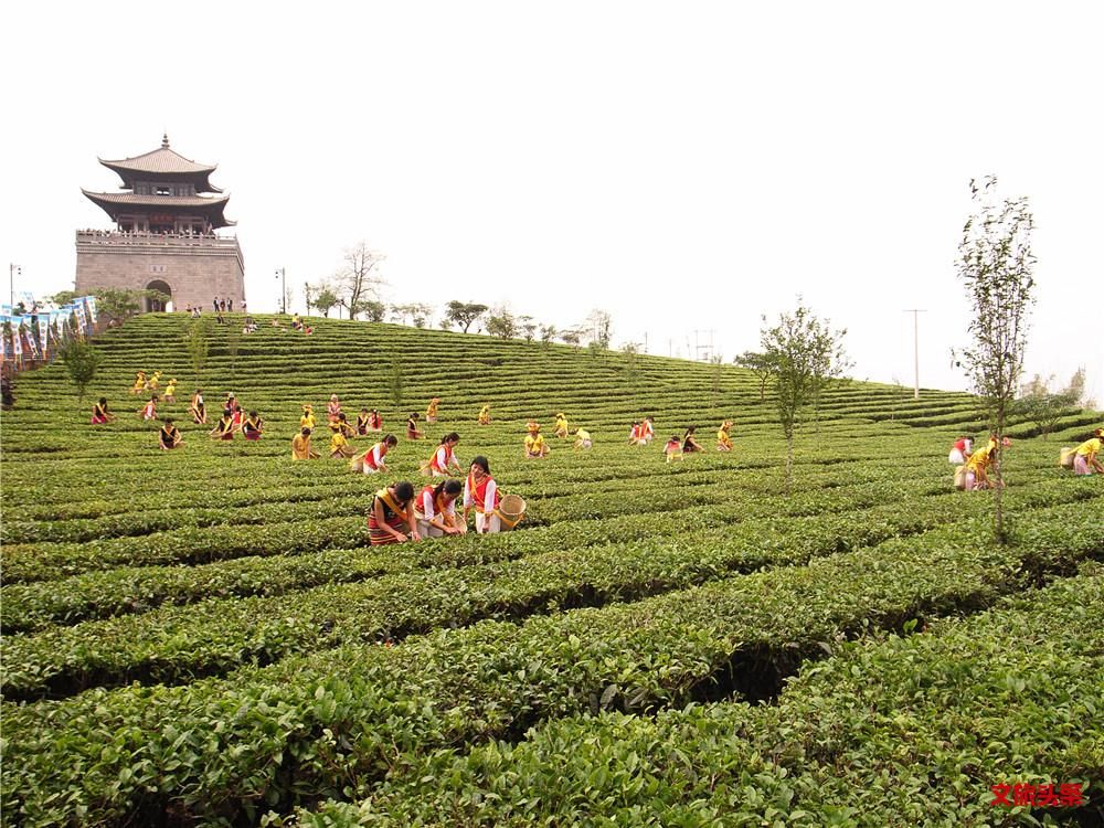 就爱去中华普洱茶博览苑