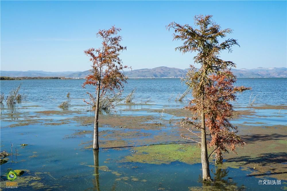 【就爱去江川】星云湖生态湿地公园