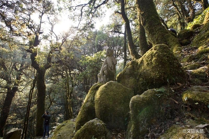 图集|秘境传说——哀牢山之金山原始森林