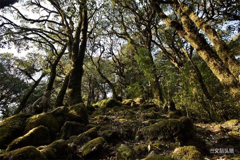 图集|秘境传说——哀牢山之金山原始森林