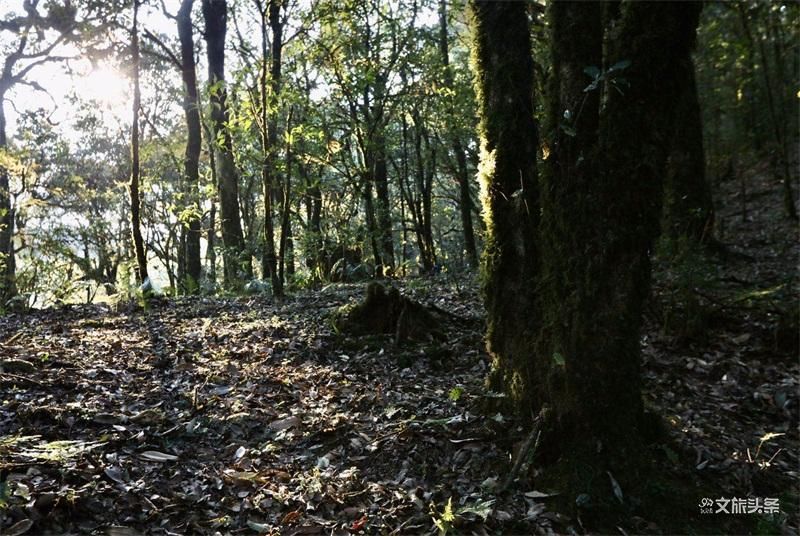 图集|秘境传说——哀牢山之金山原始森林