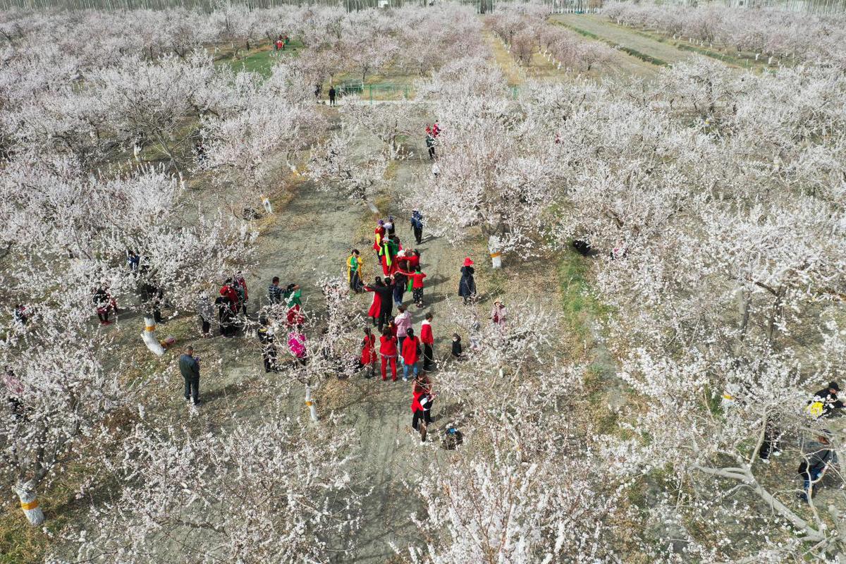 3月28日,库尔勒游客在轮台县野云沟乡杏园欣赏杏花盛开美景,一些游客