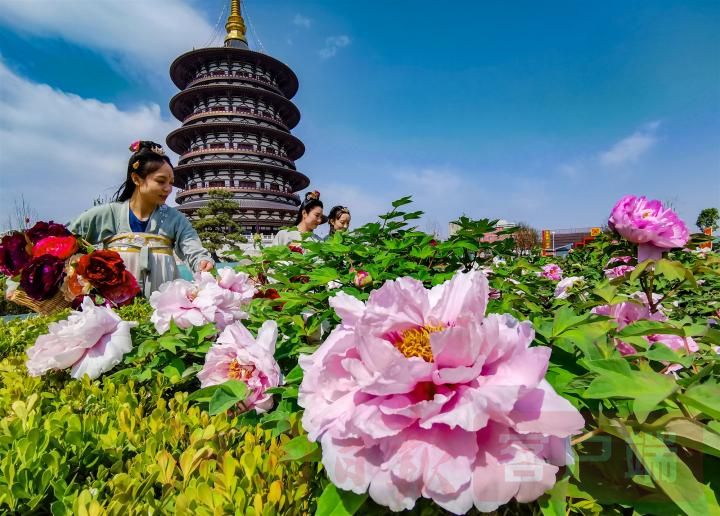 相机记录春天的景象,画面中盛开的牡丹和日新月异的洛阳城市景观相互