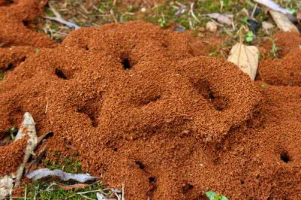 云南建了一个蚂蚁窝可玩可看可睡可吃