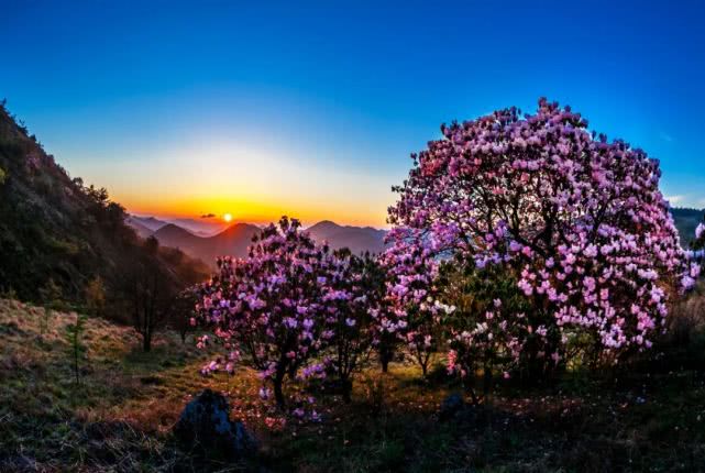 红池坝的万亩野生高山杜鹃花期较晚,随着天气渐暖,高山杜鹃将迎来盛放