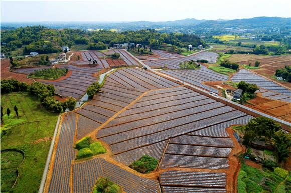 大足高升镇:七年磨砺"四季香海"特色村