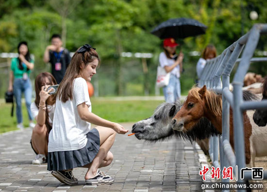 广西德保矮马王国景区开园萌马亮相吸引游客