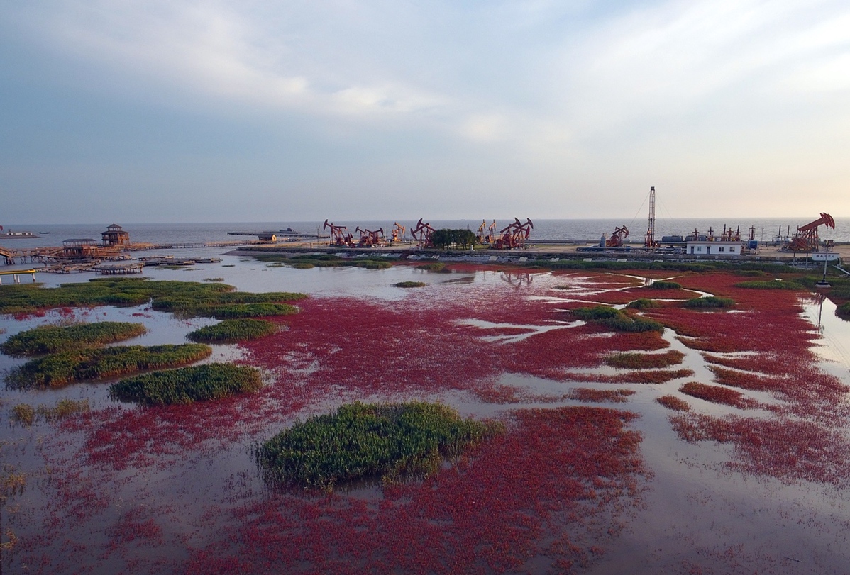 碧海蓝天看辽宁盘锦红海滩中国最北海岸线上的火红画卷