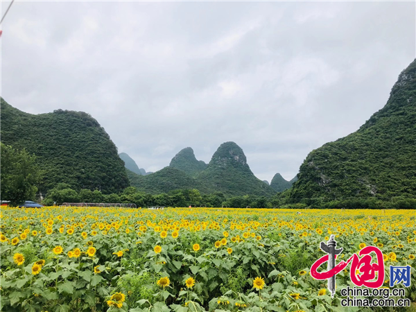 桂林市七星区马家坊向日葵花海盛放开园