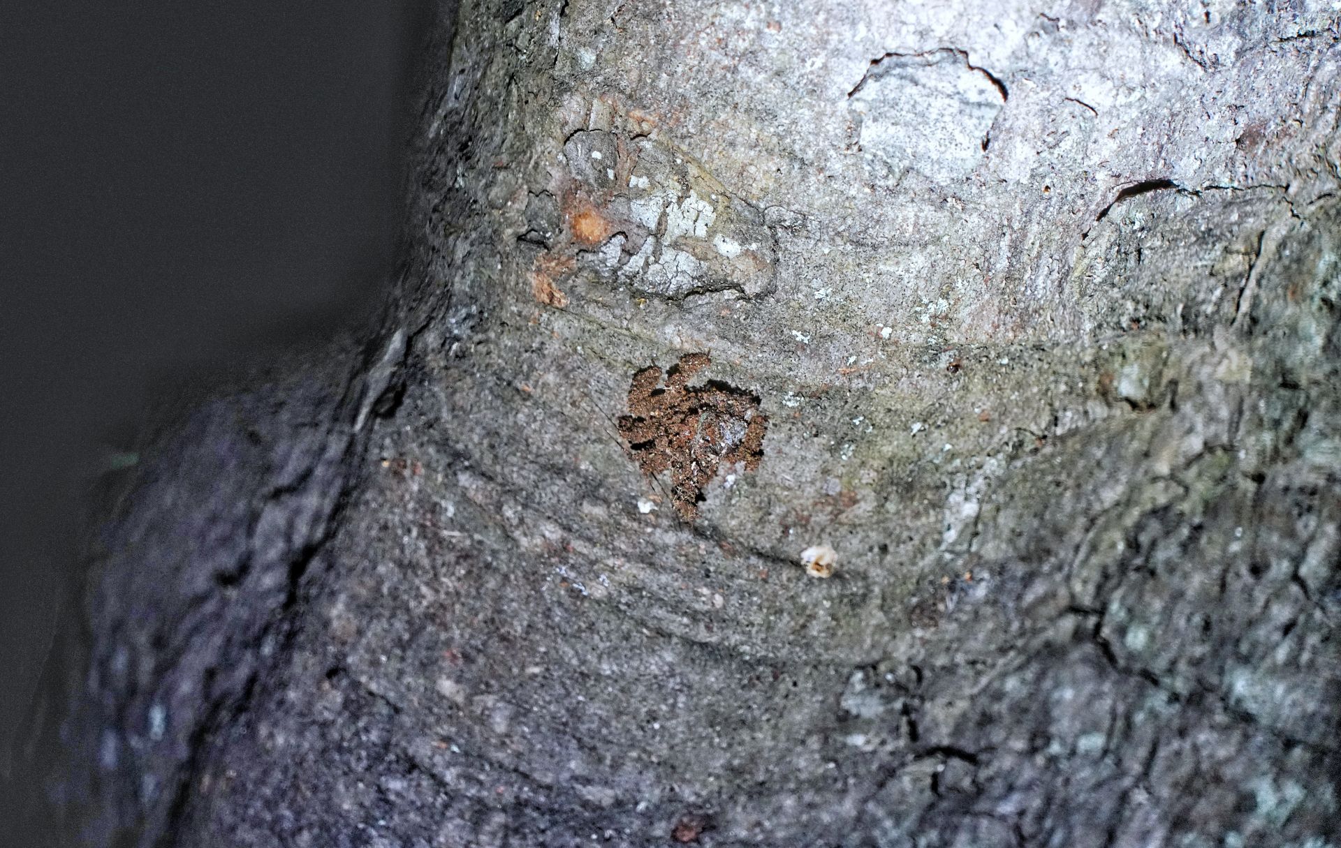 “生命之律动”——西双版纳“云过泼水节”系列活动启动！