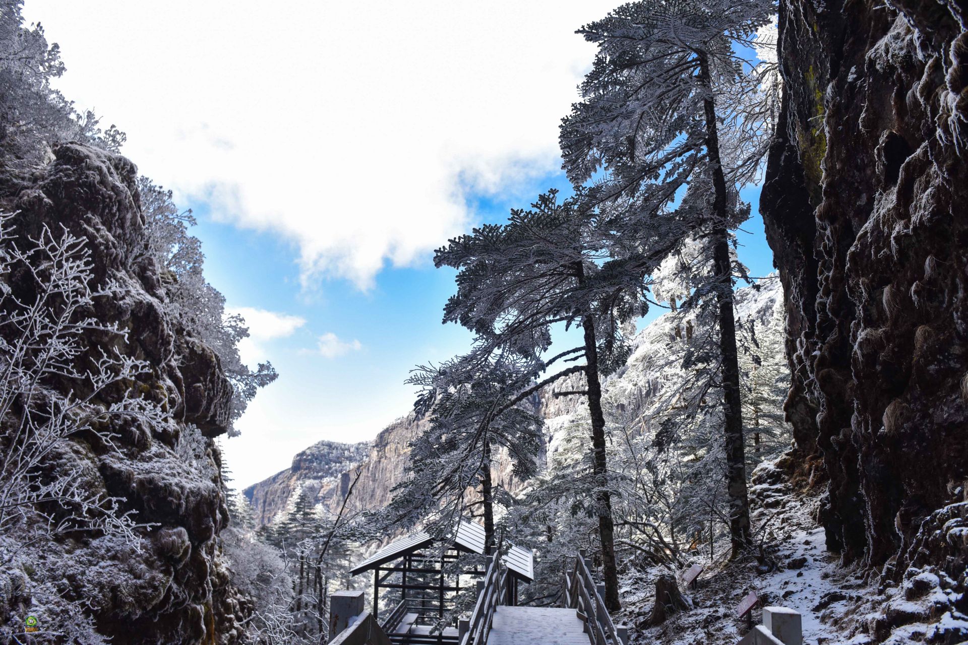 图集| 轿子雪山雪后松柏美景