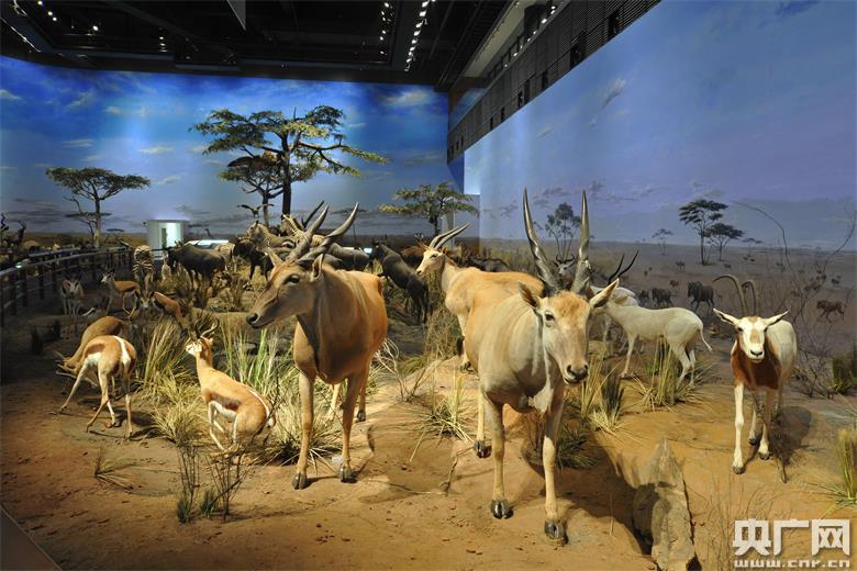 非洲大草原对于博物馆的"精心布局"上海科技馆馆长王小明如数家珍,他